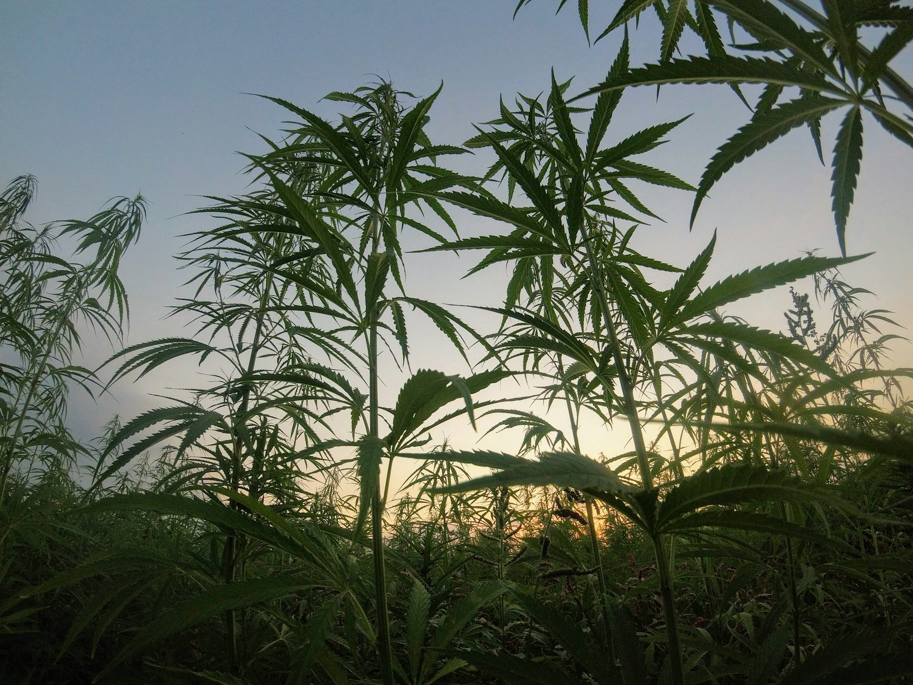 Close view of green hemp foliage in natural light